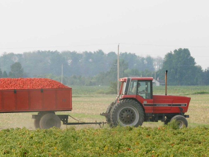  A farm tractor hauls a load of tomatoes near Leamington in this 2008 file photo.