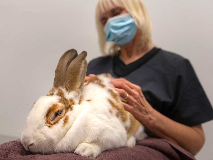  A rabbit named Eckhart takes a break under the care of Sherry Leclaire of the Windsor-Essex County Humane Society. Photographed Nov. 26, 2021.