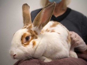 Sherry Leclaire of the Windsor-Essex County Humane Society holds Eckhart - one of many rabbits available for adoption. Photographed Nov. 26, 2021.