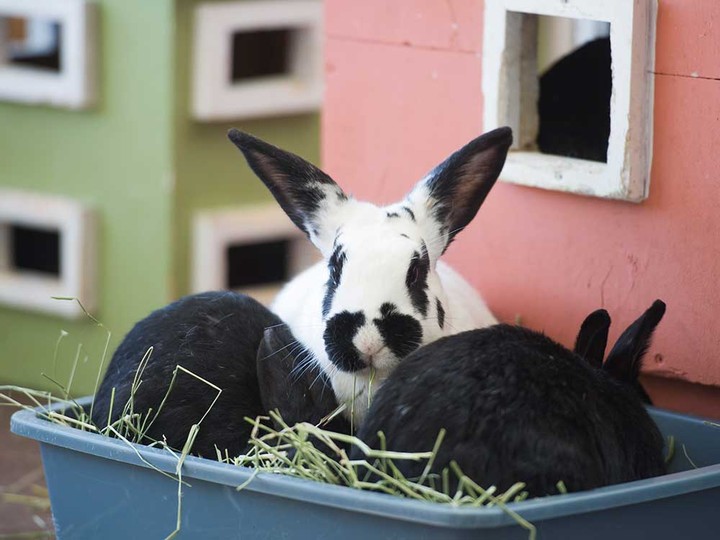  Domesticated rabbits munch hay at a shelter in Vancouver in this 2018 file photo.