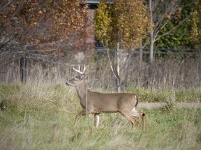 A buck is seen behind some homes in the Spring Garden Natural Area, part of the Ojibway Prairie Complex, on Thursday, Nov. 18, 2021.