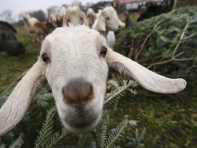 Goats at Our Farm Organics in Ruthven  munch discarded Christmas trees on Thursday, December 30, 2021.