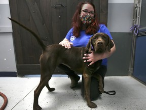 Sarah Zeman, an employee at The Windsor/Essex County Humane Society is shown with Mocha, one of the dogs up for adoption on Monday, December 13, 2021.
