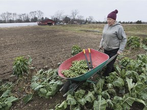 Late harvest. Lesley Labbe picks Brussels sprouts at "Our Farm Organics" near Cottam on Friday, Dec. 10, 2021. She was picking fresh produce to be sold the next day at the Downtown Farmers' Market in Windsor.