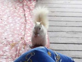 An albino squirrel visiting the home of Windsor, Ontario resident Pam Mac Donald on Dec. 6, 2021.