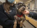 Erin Dennis, eine registrierte Veterinärtechnikerin bei der Windsor/Essex County Humane Society, hält am Dienstag, den 18. Januar 2022, einen Terrier-Mix, einen der 93 Hunde, die kürzlich aus Texas eingetroffen sind.