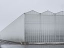 A greenhouse is seen near the town of Leamington on April 17, 2020.