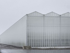 A greenhouse is seen near the town of Leamington on April 17, 2020.
