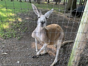 Auf diesem Aktenfoto vom August 2021 blickt ein Känguru aus seinem Gehege im Greenview Aviaries Park and Zoo.