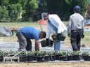 migrant workers at a greenhouse operation in the Kingsville area are shown in this June 2020 file photo.