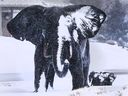 Schnee bedeckt den Elefanten Tembo im Skulpturenpark am Flussufer von Windsor auf diesem Dateifoto vom Februar 2020.