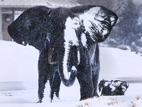 Snow covers Tembo the Elephant in Windsor's riverfront Sculpture Park in this February 2020 file photo.