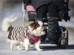Doggone cold. Yokie, a Shih Tzu/Pekingese mix, dresses for the frigid temps while out for a walk with her owner, Gail Damm, at Windsor's Paterson Park, on Friday, Jan. 7, 2022. Friday's cold reached -11 Celsius (-20C with the wind chill), and the day's high wasn't much relief either (-6C, or -13C with the windchill. Saturday and Sunday will see the mercury rise just barely above freezing at 1C, but the wind chill will make it feel a lot colder.
