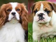 Cavalier King Charles Spaniel, left, and English Bulldog.