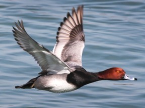 A canvasback duck flies along the Detroit River near Windsor on Wednesday, March 2, 2022.