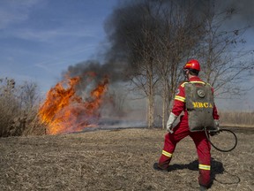 Dan Lebedyk, a biologist/ecologist at the Essex Region Conservation Authority, monitors a prescribed burn of approximately 17 hectares of Phragmites within the Callavino Wetland near the mouth of the River Canard, on Thursday, March 17, 2022.