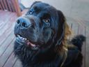 Greg Marentettes Hund Lemmy, der vor drei Jahren von seinem ehemaligen Hundeausführer gestohlen wurde, wurde am Mittwoch, dem 30. März 2022, aufgenommen.
