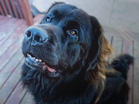 Canine walker who refuses to go back puppy to proprietor faces legal fees Canine walker who refuses to go back puppy to proprietor faces legal fees
