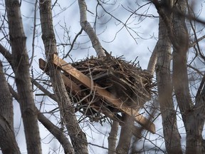 A view of the new nesting platform built for bald eagles in Windsor's Little River Corridor. Photographed March 10, 2022.