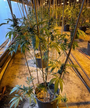 The OPP photo shows some of the 7,600 cannabis plants found when officers searched an unlicensed grow facility near Leamington on Thursday, police say. (Submitted)