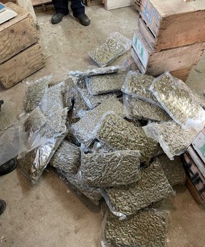 Some of the estimated 225 kilograms of processed marijuana found in Thursday's $4.4 million grow collapse near Leamington can be seen in this OPP image. (Submitted)