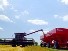 Wheat is loaded on wagons in this file photo from a previous harvest in Lambton County.