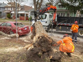 City of Windsor workers deal with a large fallen tree that crushed a car in the 1300 block of Lincoln Road as a result of strong winds in Windsor on March 31, 2022.