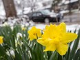A daffodil sits with snow in Windsor on April 18, 2022.