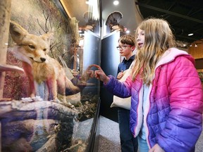 Nine-year-old twins Coleman and Grace Payne check out a coyote exhibit at the Ojibway Nature Centre on Friday, April 22, 2022. The centre opened for the first time in several months to celebrate Earth Day.