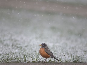 A robin stands out against a backdrop of snow coloured grass at Reaume Park during an April snow storm, on Monday, April 18, 2022.