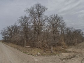 One of many woodlots, this one adjacent to Wallace Line Road, which cuts through the centre of Wallace Woods, is seen on Monday, April 11, 2022.