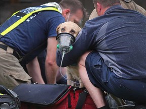 One of two dogs rescued by Windsor firefighters from a home in the 1000 block of Elm Avenue on May 18, 2022.