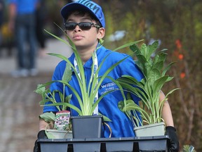 After a pandemic interruption, Windsor's parks and recreation department is hosting its annual plant sale this Saturday at the City of Windsor Lanspeary Park Greenhouse. Shown here during the 2018 edition of the hugely popular sale is volunteer Neillan Gauthier carrying a tray of plants during that year's event.