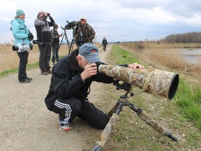 Grand Bend birder Brian Lasenby trains his camera Monday on the Thedford sewage lagoons where a marsh sandpiper, a bird never before seen in Canada, was spotted on the weekend. (Paul Morden/Postmedia)