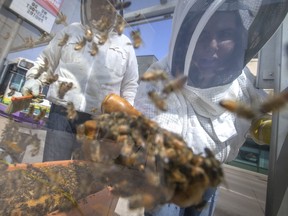 Buzz off. Beekeeper Tim Purdie and daughter Drew were called into the downtown on Wednesday, June 15, 2022, to help Transit Windsor deal with a sticky situation — thousands of bees swarming a bus stop shelter.