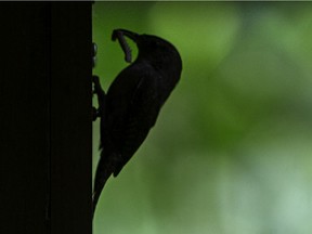 A House Wren brings back food for her young at Ojibway Park on Thursday, June 16, 2022.