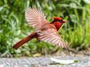 Good Place for Birds: A bright red male cardinal is seen at Ojibway Park on Thursday, June 16, 2022.