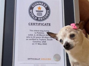 Oldest living dog next to framed certificate from Guinness World Records.