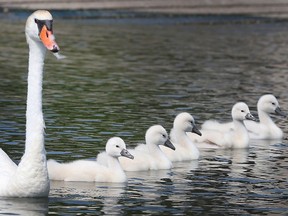 Great day for a family swim. A swan keeps an eye on her cygnets on Thursday, June 2, 2022, on the Detroit River near Windsor.
