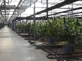 Some of more than 45,000 illegal cannabis plants seized by OPP at a production facility in Kingsville on June 28, 2022.