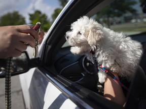 Dexter, a Bichon Frise, prepares to have a microchip injection during Wednesday’s drive-thru pet microchip clinic in the Tecumseh Mall parking lot.