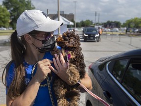 Laika, a Mini Poodle, is handled by Erin Dennis of the Windsor-Essex County Humane Society at Wednesday’s drive-thru pet microchip clinic.
