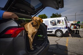 Pet owners formed long lines as they arrived at the humane society’s drive-thru pet microchip clinic on Wednesday, July 13, 2022.