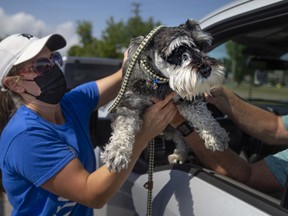 Getting ID'd. Cooper, a Miniature Schnauzer, is handled by Erin Dennis of the Windsor-Essex County Humane Society, during a drive-thru pet microchip clinic in the Tecumseh Mall parking lot, on Wednesday, July 13, 2022.