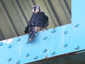 A fledgling peregrine falcon peers from a beam under the Windsor side of the Ambassador Bridge on July 19, 2022.