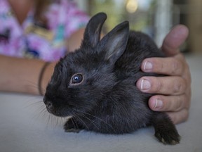 Bunny virus alert. A domestic rabbit is pictured at the Windsor/Essex County Human Society on Thursday, July 14, 2022.