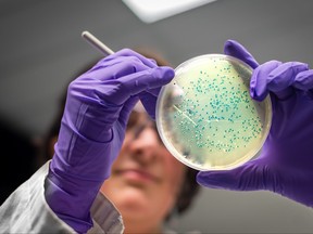 Bacterial culture plate examination by a female researcher in microbiology laboratory.