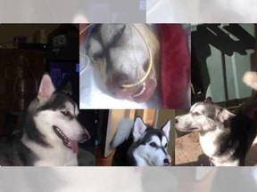 Police are investigating a case of animal cruelty involving Angel, an 11-year-old Huskey found seriously injured and hiding under a tree in the 400 block of Caron Avenue on Friday, July 29, 2022.
