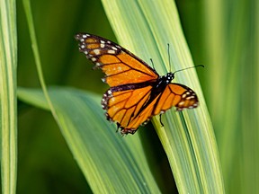 A Monarch butterfly is seen at Jackson Park, on Monday, August 22, 2022.