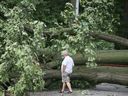 A man walks by a fallen tree on Gladstone and Somme Avenues in the South Walkerville area of ​​Windsor on August 30, 2022.